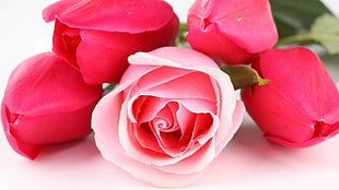 five pink roses HD wallpaper